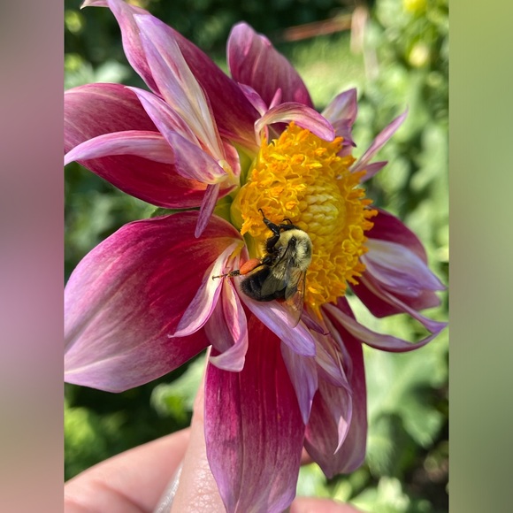 Ali’s This & That 🌸 - Picture 11 of 14